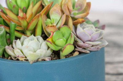 ​怎么让多肉植物开花