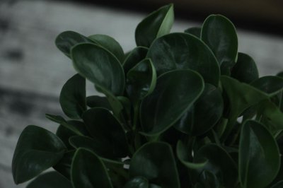 ​豆瓣绿怎么养才能开花