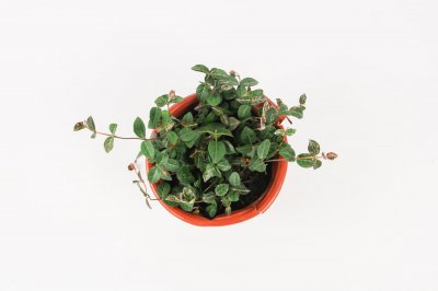 ​上海本土植物有哪些