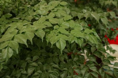 ​幸福树能摆在家里吗，摆放禁忌介绍