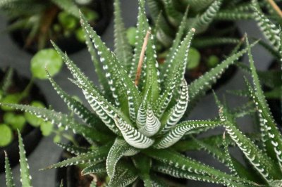 ​条纹十二卷的养殖方法和注意事项