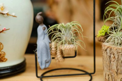 ​空气凤梨怎么繁殖