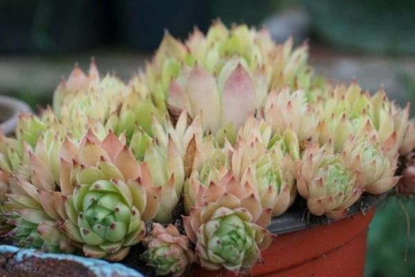 多肉观音莲怎么养？学会这三个小技巧，简单好学易爆盆！