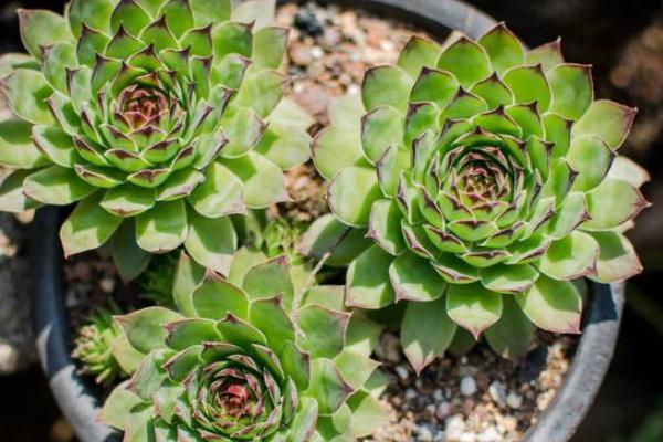 多肉观音莲怎么养？学会这三个小技巧，简单好学易爆盆！