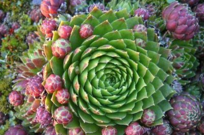 ​多肉观音莲怎么养？学会这三个小技巧，简单好学易爆盆！