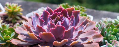 ​晚霞之舞多肉怎么养