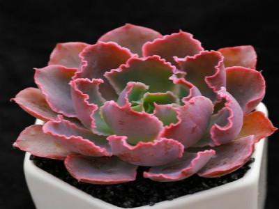 晚霞之舞多肉怎么养