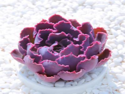 晚霞之舞多肉怎么养