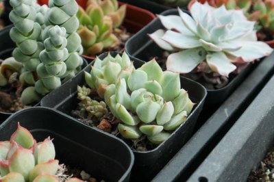 ​9月，给你的多肉增个肥