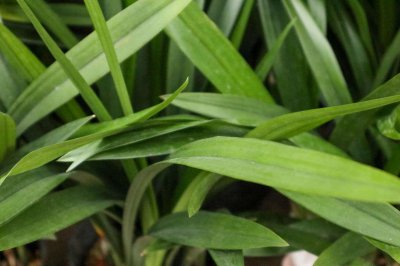 ​兰花花苞多久可以开花，长花苞后一直不开花怎么办