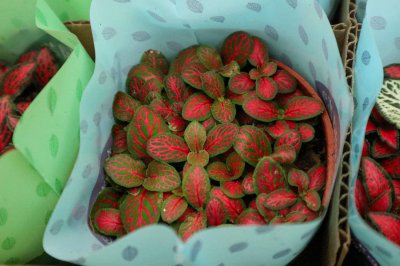 ​网纹草如何养爆盆