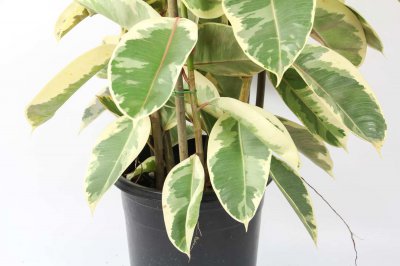 ​橡皮树的养殖方法和注意事项