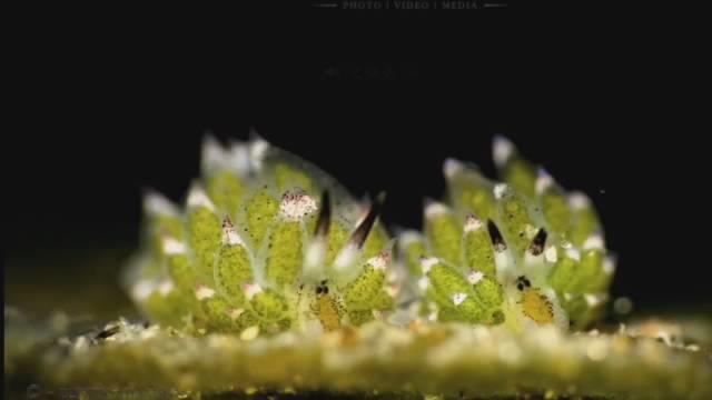 神奇的生物，为了生存“绿”了自己…………