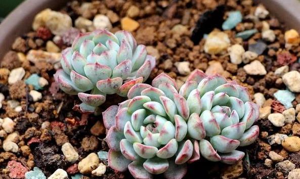 在家盆栽多肉蓝姬莲，多迎合3个习性，植株多头群生、状态好