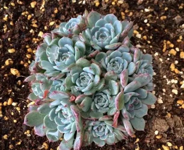 在家盆栽多肉蓝姬莲，多迎合3个习性，植株多头群生、状态好