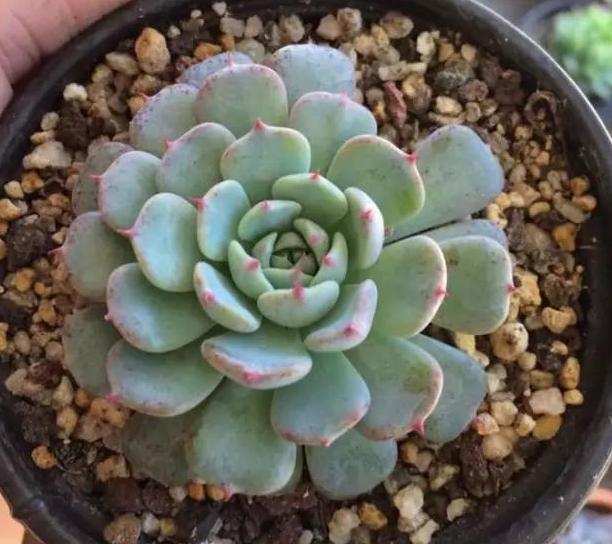 在家盆栽多肉蓝姬莲，多迎合3个习性，植株多头群生、状态好