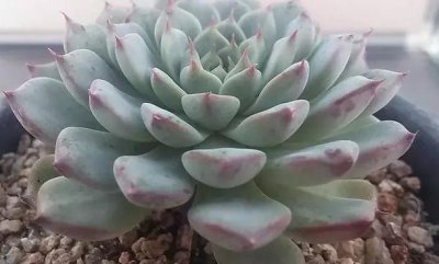 ​在家盆栽多肉蓝姬莲，多迎合3个习性，植株多头群生、状态好