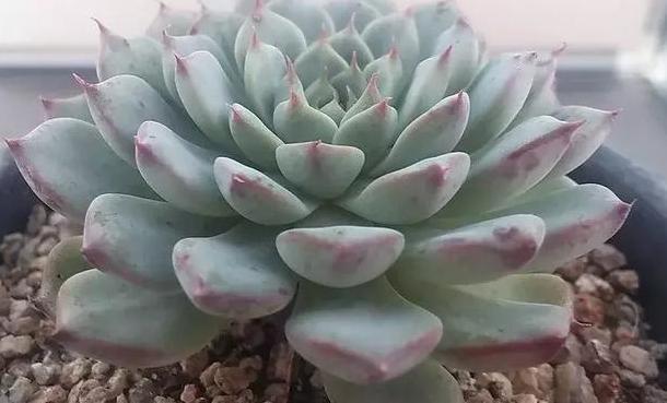 在家盆栽多肉蓝姬莲，多迎合3个习性，植株多头群生、状态好