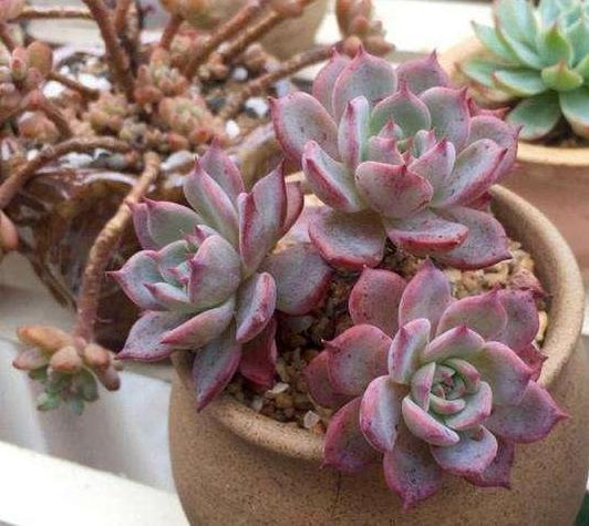 在家盆栽多肉蓝姬莲，多迎合3个习性，植株多头群生、状态好