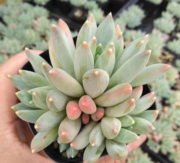 在家盆栽多肉蓝姬莲，多迎合3个习性，植株多头群生、状态好