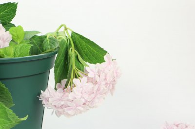 ​绣球花的栽培管理技术