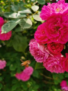 ​蔷薇花的功效和作用