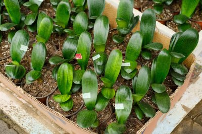 ​君子兰可以湿养吗