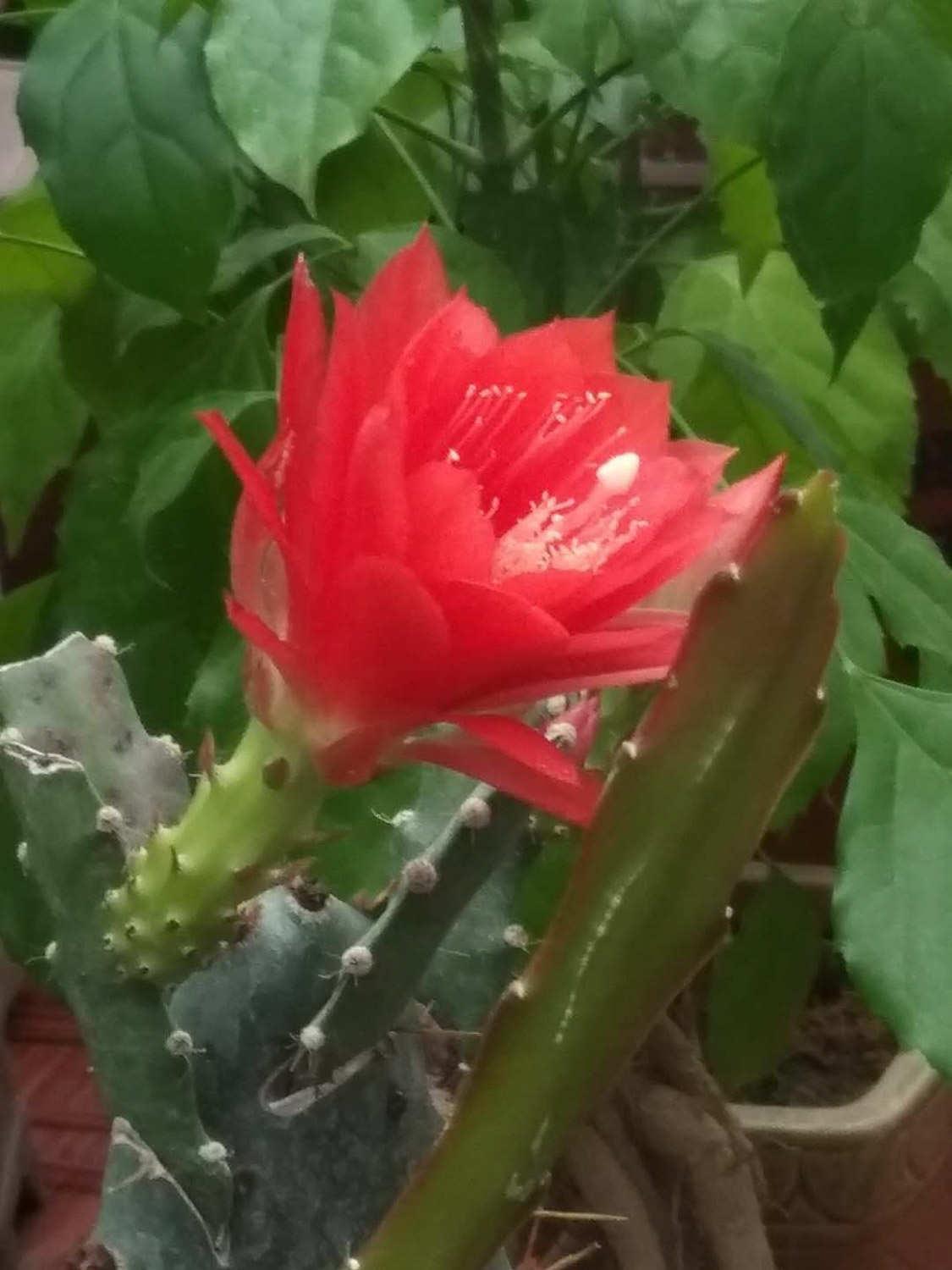 令箭荷花 令箭荷花