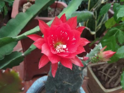 ​怎么使令箭荷花多开花