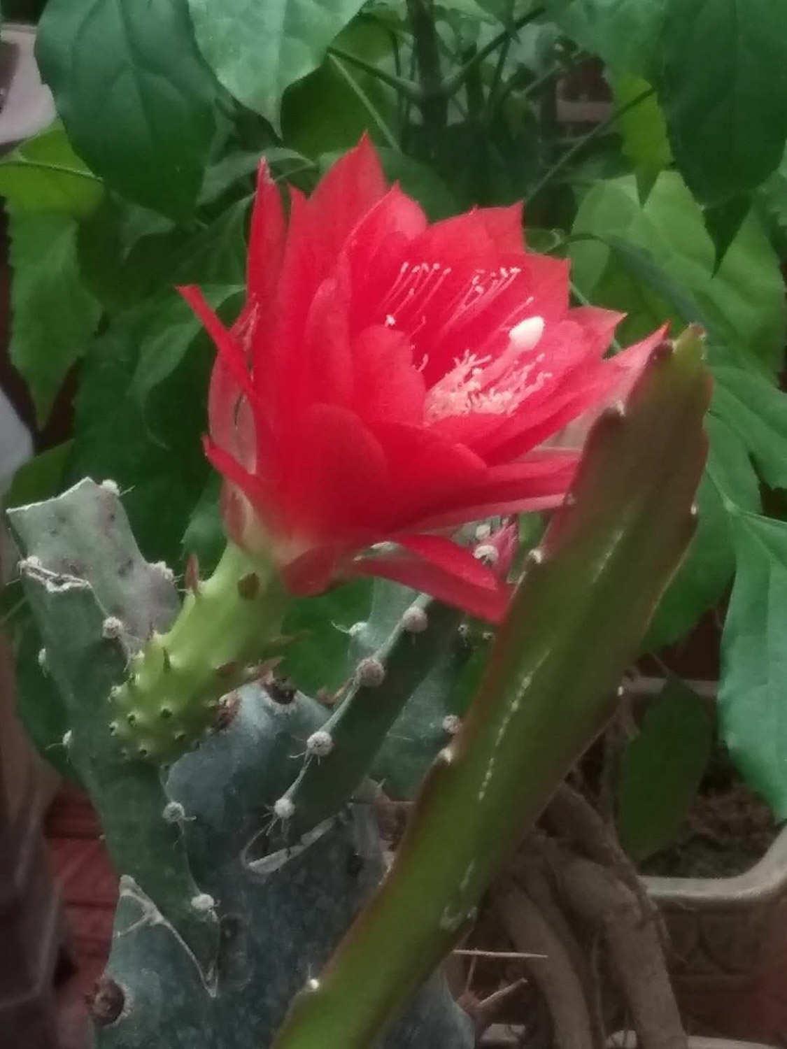 令箭荷花 令箭荷花