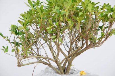 ​西洋鹃的养殖方法和注意事项