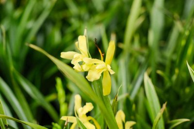 ​这种兰花“开的旺”，开花的时候想不“爆盆”都难，特好看