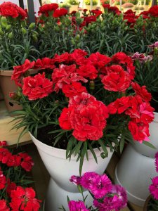 ​康乃馨开花时间