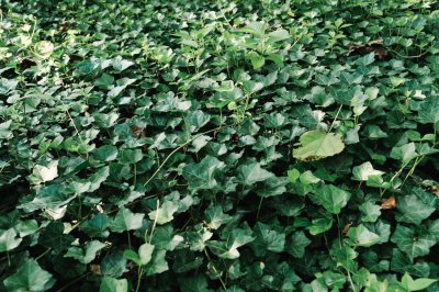 ​常春藤怎样修剪