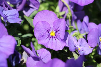 ​三色堇怎么扦插