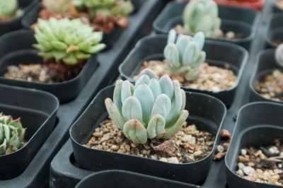 ​什么温度要把多肉搬回室内养