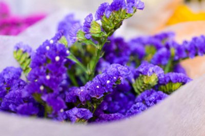 ​勿忘我种子的种植方法