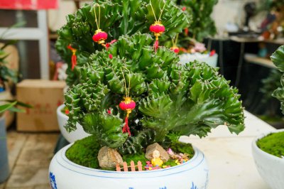 ​麒麟掌有毒吗，能在家养吗