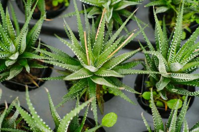 ​条纹十二卷怎么度夏