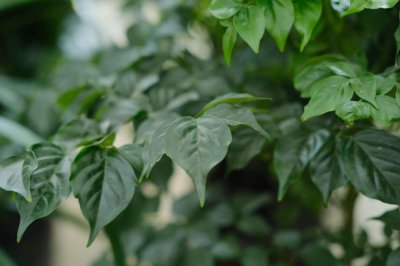 ​幸福树种子怎么种