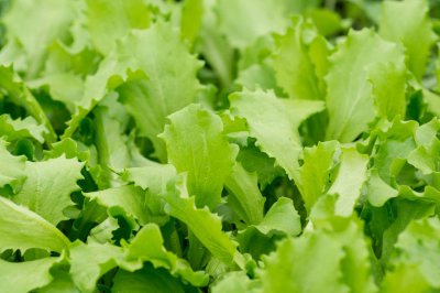 ​生菜是什么菜，是寒性食物吗