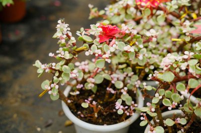 ​雅乐之舞怎样繁殖，为什么长的慢