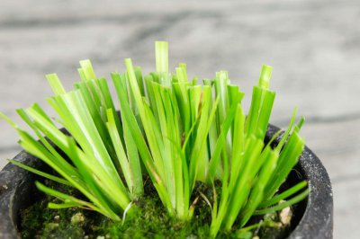 ​菖蒲可以水培吗