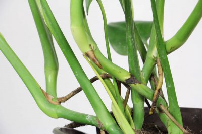 ​龟背竹如何正确浇水施肥，龟背竹对光照有需求吗