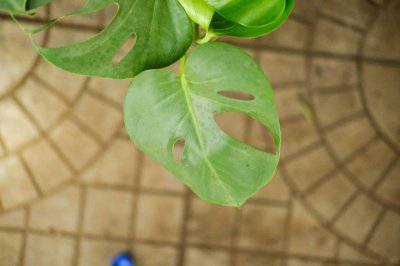 ​龟背竹为什么东倒西歪的