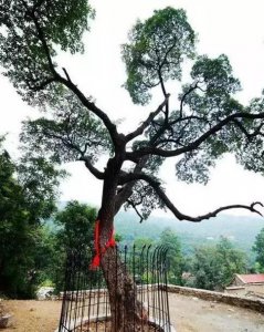 ​它就是人们口中的“降龙木”，珍贵稀少价值高，若遇见，请重视！