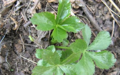 ​乡下1野草，人称“肺筋草”，能清肺治哮喘，却少有人懂，可惜了