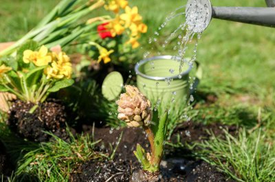 ​浇水过多不用愁，用这招就可以！