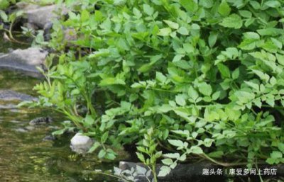 ​小河边的水芹菜具有5大营养价值！但注意事项和健康吃法有哪些呢
