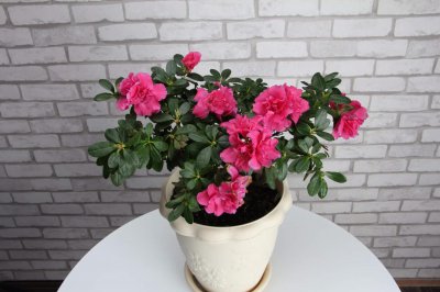 ​杜鹃花放在卧室好吗